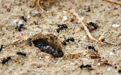 How to Get Rid of Ants Using a Least Toxic